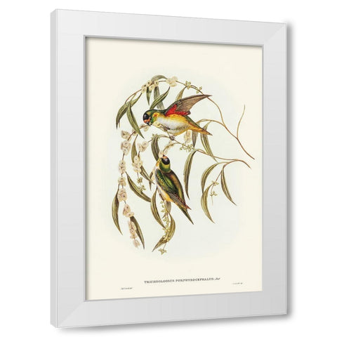 Porphyry-crowned Lorikeet-Trichoglossus Porphyrocephalus White Modern Wood Framed Art Print by Gould, John