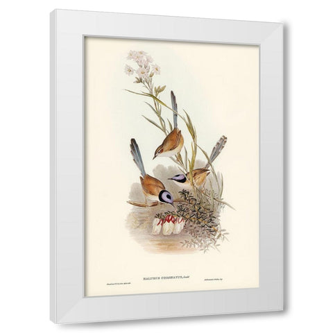 Crowned Wren-Malurus coronatus White Modern Wood Framed Art Print by Gould, John