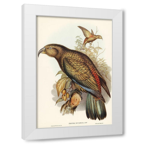 Kea Parrot-Nestor notabilis White Modern Wood Framed Art Print by Gould, John