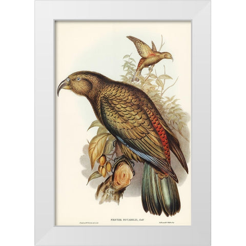 Kea Parrot-Nestor notabilis White Modern Wood Framed Art Print by Gould, John