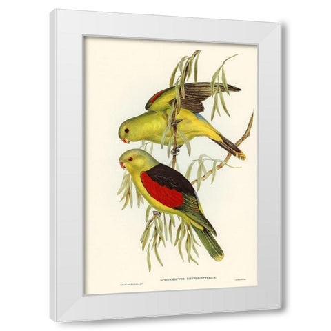 Red-winged Lory-Aprosmictus erythropterus White Modern Wood Framed Art Print by Gould, John