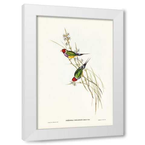 Beautiful Grass Finch-Poephila mirabilis White Modern Wood Framed Art Print by Gould, John