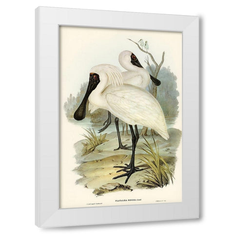 Royal spoonbill-platalea regia White Modern Wood Framed Art Print by Gould, John
