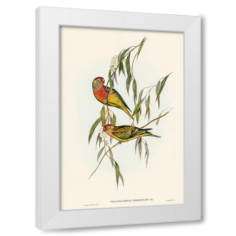 Varied Lorikeet-Trichoglossus versicolor White Modern Wood Framed Art Print by Gould, John