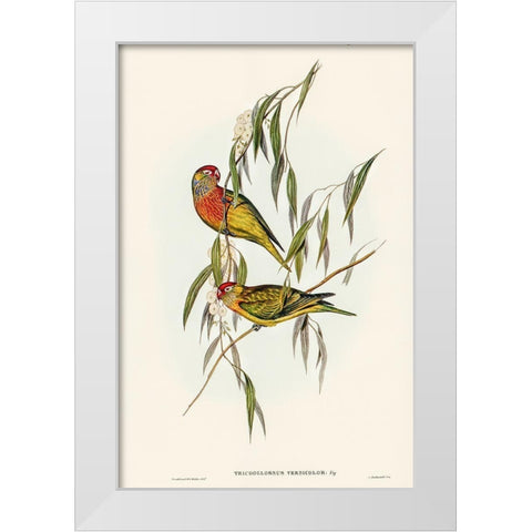 Varied Lorikeet-Trichoglossus versicolor White Modern Wood Framed Art Print by Gould, John