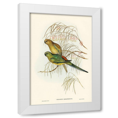 Red-backed Parakeet-Psephotus haematonotus) White Modern Wood Framed Art Print by Gould, John