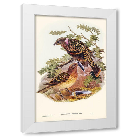 Guttated Bower-bird-Chlamydera guttata White Modern Wood Framed Art Print by Gould, John