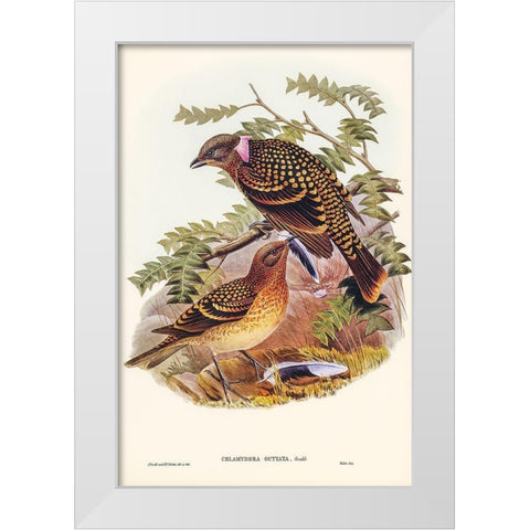 Guttated Bower-bird-Chlamydera guttata White Modern Wood Framed Art Print by Gould, John