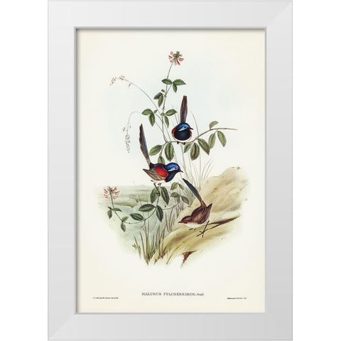 Beautiful Wren-Malurus pulcherrimus White Modern Wood Framed Art Print by Gould, John