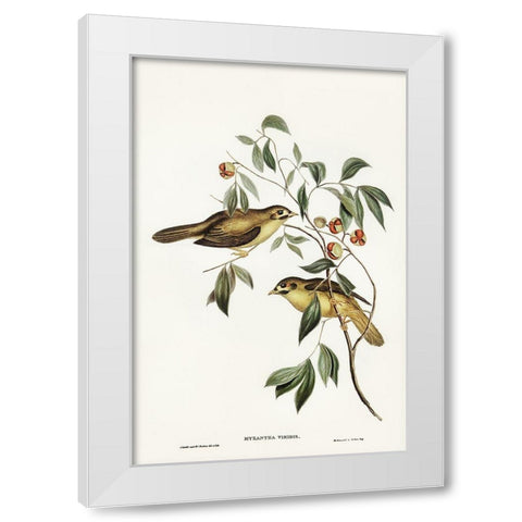 Australian Bell Bird-Myzantha melanophrys White Modern Wood Framed Art Print by Gould, John