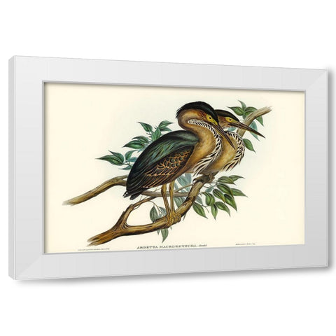 Thick-billed Green Bittern-Ardetta macrorhyncha White Modern Wood Framed Art Print by Gould, John