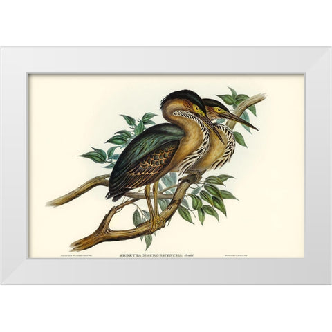 Thick-billed Green Bittern-Ardetta macrorhyncha White Modern Wood Framed Art Print by Gould, John