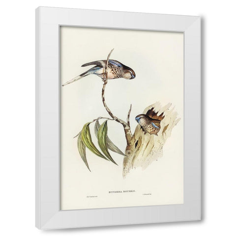 Boukes Grass-Parakeet-Euphema Bourkii White Modern Wood Framed Art Print by Gould, John