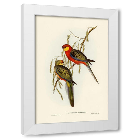 The Earl of Derbys Parrakeet-Platycercus icterotis White Modern Wood Framed Art Print by Gould, John