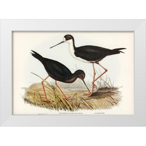 New Zealand Stilt-Himantopus Novae-Zelandiae White Modern Wood Framed Art Print by Gould, John