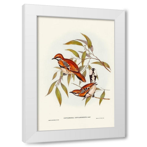 Cinnamon-coloured Cinclosoma-Cinclosoma cinnamomeus White Modern Wood Framed Art Print by Gould, John