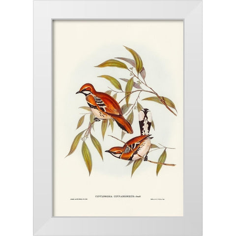 Cinnamon-coloured Cinclosoma-Cinclosoma cinnamomeus White Modern Wood Framed Art Print by Gould, John