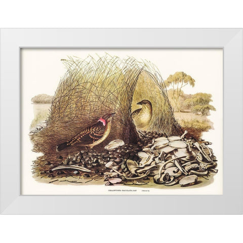 Spotted Bower Bird-Chlamydera maculata White Modern Wood Framed Art Print by Gould, John