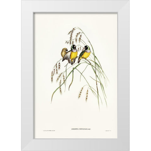 Gouldian Finch-Amadina Gouldiae White Modern Wood Framed Art Print by Gould, John