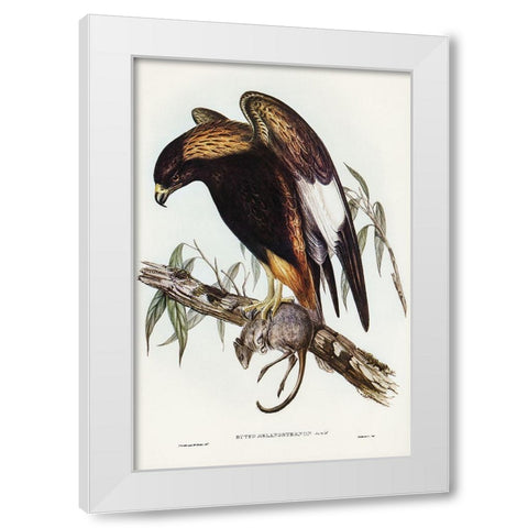 Black-Breasted Buzzard-Buteo melanosternon White Modern Wood Framed Art Print by Gould, John