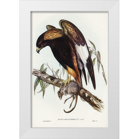 Black-Breasted Buzzard-Buteo melanosternon White Modern Wood Framed Art Print by Gould, John
