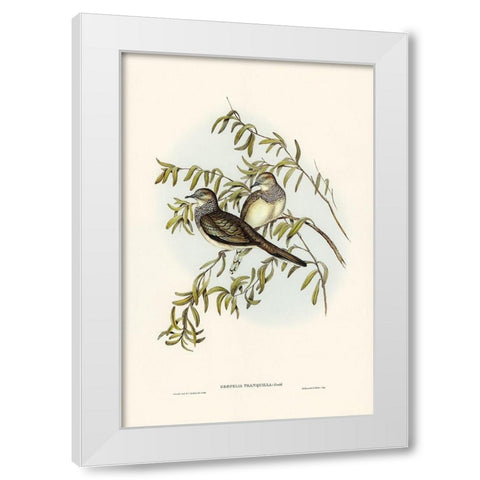 Peaceful Ground Dove-Geopelia tranquilla White Modern Wood Framed Art Print by Gould, John