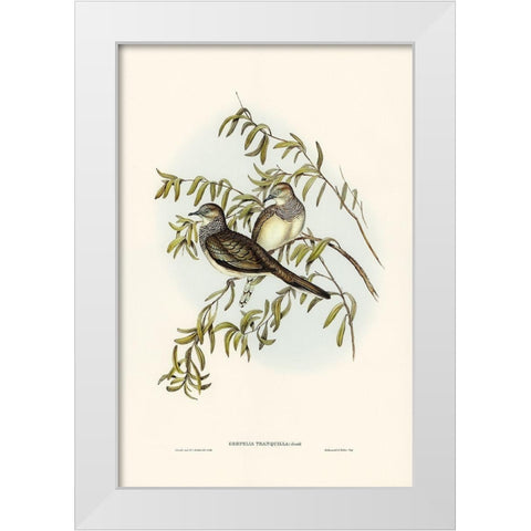 Peaceful Ground Dove-Geopelia tranquilla White Modern Wood Framed Art Print by Gould, John