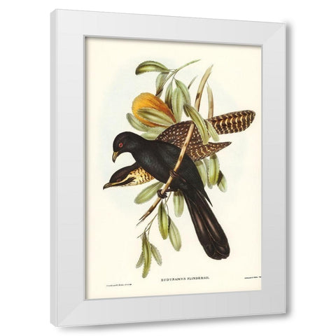 Flinders Cuckoo-Eudynamys Flindersii White Modern Wood Framed Art Print by Gould, John