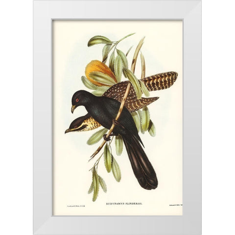 Flinders Cuckoo-Eudynamys Flindersii White Modern Wood Framed Art Print by Gould, John