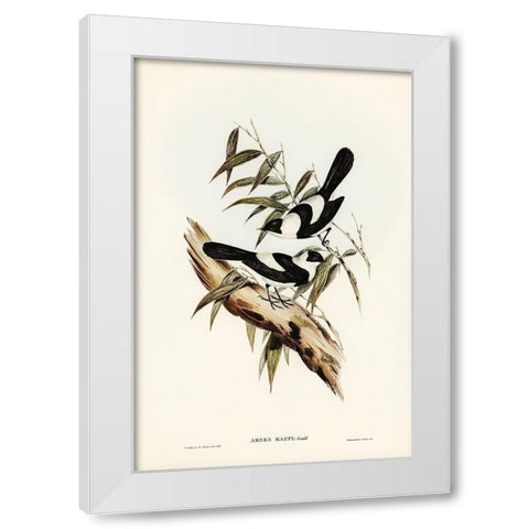 Kaups Flycatcher-Arses Kaupi White Modern Wood Framed Art Print by Gould, John