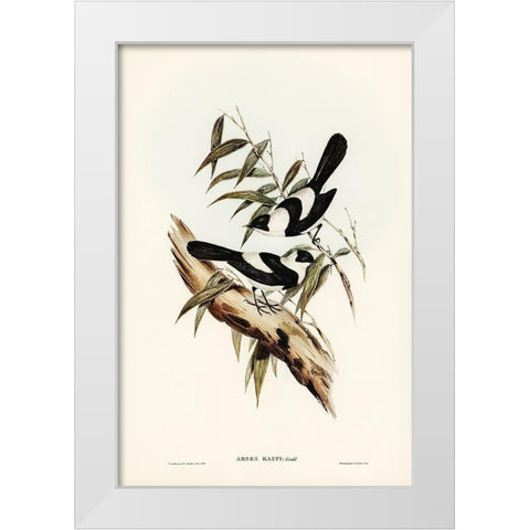 Kaups Flycatcher-Arses Kaupi White Modern Wood Framed Art Print by Gould, John