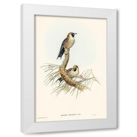 Black-faced Wood-Swallow-Artamus melanops White Modern Wood Framed Art Print by Gould, John