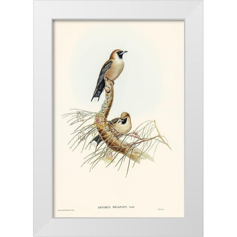 Black-faced Wood-Swallow-Artamus melanops White Modern Wood Framed Art Print by Gould, John