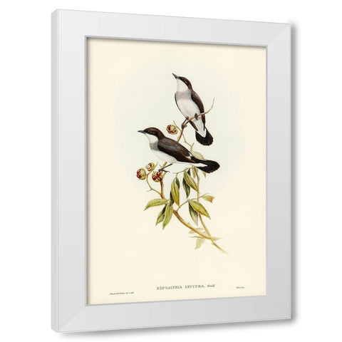 White-tailed Robin-Eopsaltria leucura White Modern Wood Framed Art Print by Gould, John