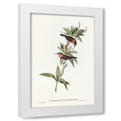 White-eyebrowed Spine-bill-Acanthorhynchus superciliosus White Modern Wood Framed Art Print by Gould, John