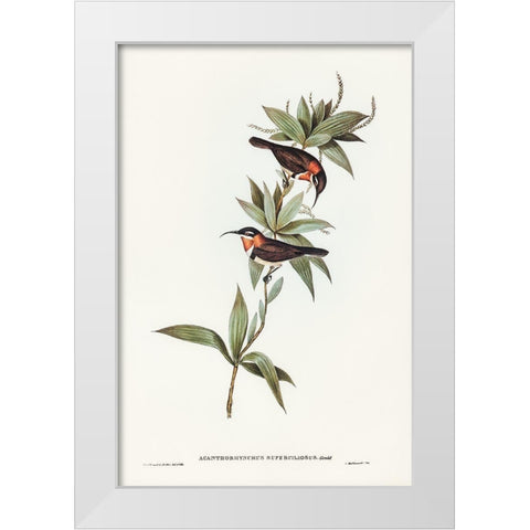 White-eyebrowed Spine-bill-Acanthorhynchus superciliosus White Modern Wood Framed Art Print by Gould, John