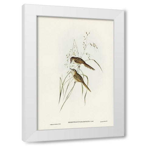 Grass-loving Sphenoeacus-Sphenoeacus gramineus White Modern Wood Framed Art Print by Gould, John
