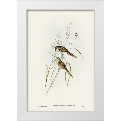 Grass-loving Sphenoeacus-Sphenoeacus gramineus White Modern Wood Framed Art Print by Gould, John