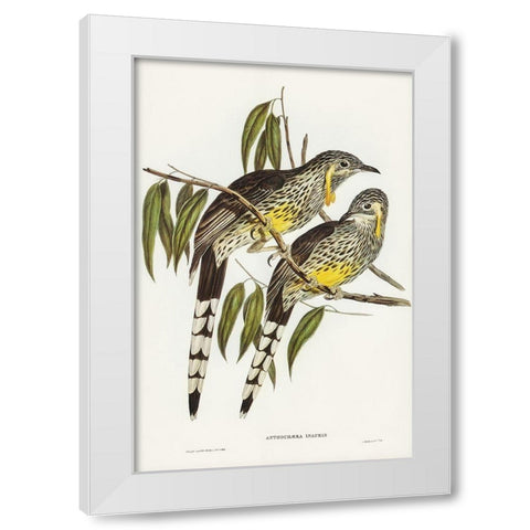 Great Wattled Honey-eater-Anthochaera inauris White Modern Wood Framed Art Print by Gould, John