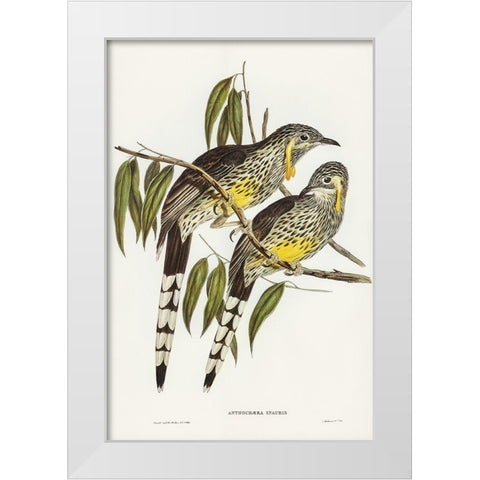 Great Wattled Honey-eater-Anthochaera inauris White Modern Wood Framed Art Print by Gould, John
