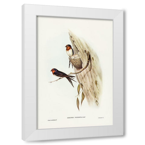Welcome Swallow-Hirundo neoxena White Modern Wood Framed Art Print by Gould, John