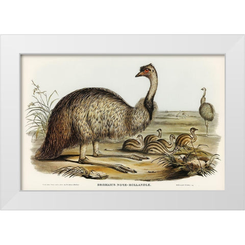 The Emu-Dromaius Novae-Hollandiae White Modern Wood Framed Art Print by Gould, John