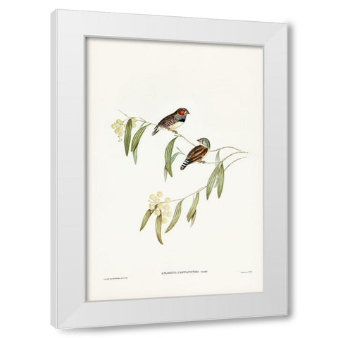 Chestnut-eared Finch-Amadina castanotis White Modern Wood Framed Art Print by Gould, John