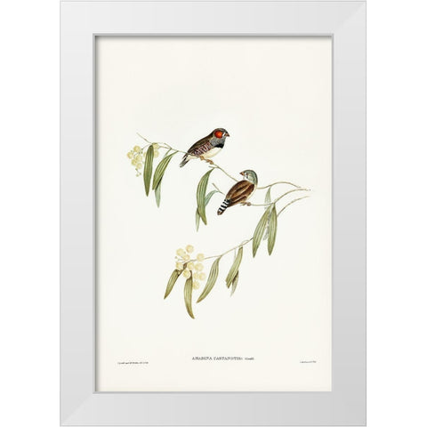 Chestnut-eared Finch-Amadina castanotis White Modern Wood Framed Art Print by Gould, John