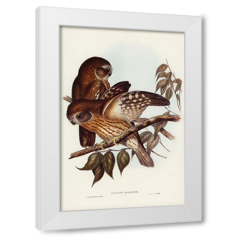 Boobook Owl-Athene boobook White Modern Wood Framed Art Print by Gould, John