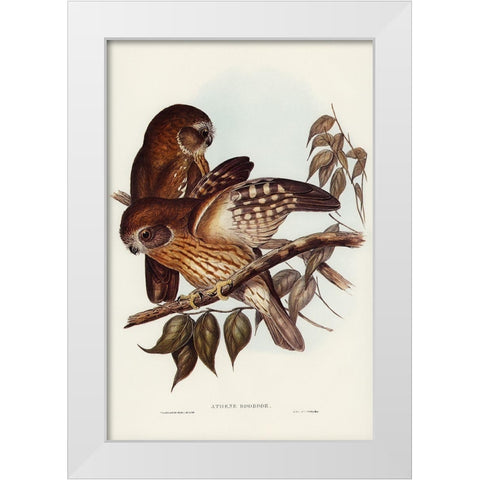 Boobook Owl-Athene boobook White Modern Wood Framed Art Print by Gould, John