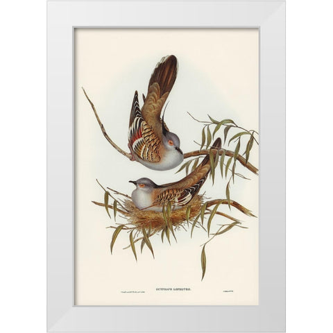 Crested Pigeon-Ocyphaps Lophotes White Modern Wood Framed Art Print by Gould, John