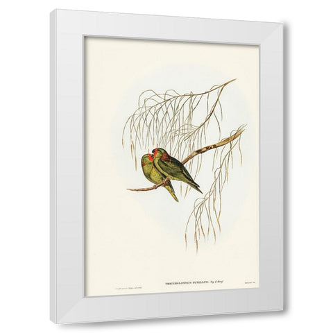 Little Lorikeet-Trichoglossus pusillus White Modern Wood Framed Art Print by Gould, John