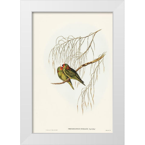 Little Lorikeet-Trichoglossus pusillus White Modern Wood Framed Art Print by Gould, John