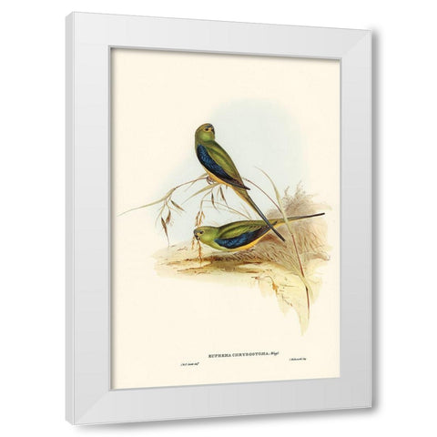 Blue-banded Grass-Parakeet-Euphema chrysostoma White Modern Wood Framed Art Print by Gould, John